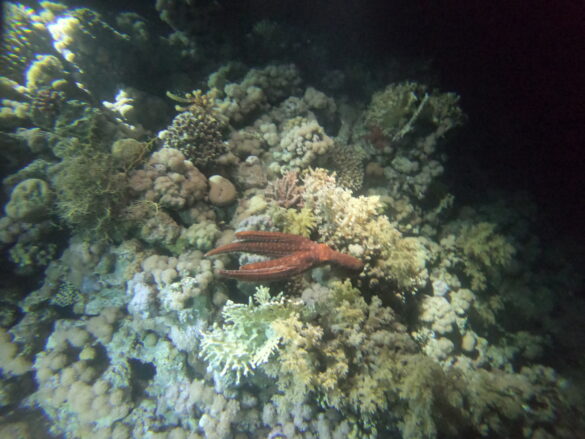 Ocean Conservation – Octopus OCtopus in coral reef