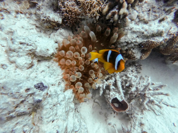 Clownfish A clownfish