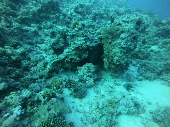 Coral Reeef Coral Reef