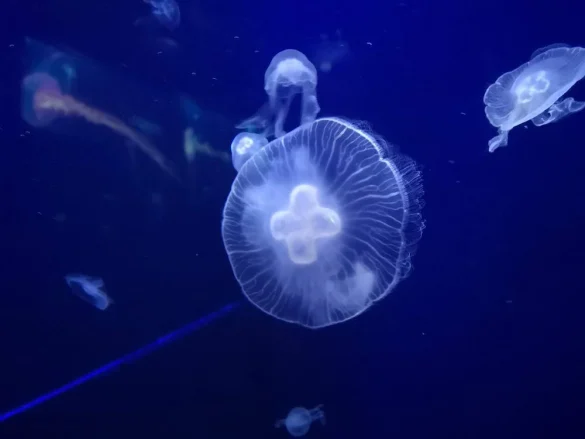 Glowing moon jellyfishes floating in blue sea water Glowing moon jellyfishes floating in blue sea water