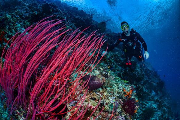 A Man Underwater Swimming Near Beautiful Coral Reefs A Man Underwater Swimming Near Beautiful Coral Reefs