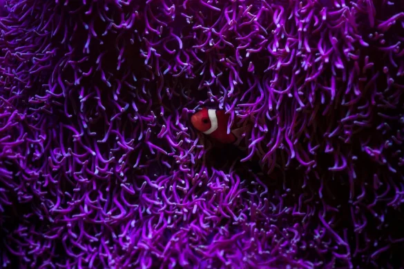 Stripe clownfish swimming among corals Stripe clownfish swimming among corals