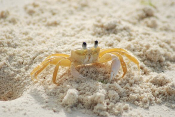 Yellow and White Crab on White Sand Beach during Daytime Yellow and White Crab on White Sand Beach during Daytime