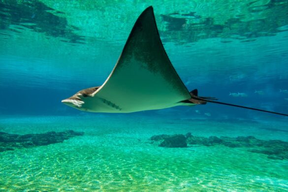 Giant Oceanic Manta Ray on Body of Water Giant Oceanic Manta Ray on Body of Water