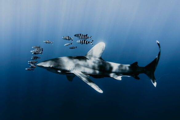 Shark and School of Zebra Fish Underwater Shark and School of Zebra Fish Underwater