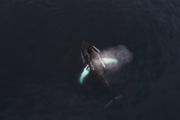 Aerial view of Humpback whale swimming in dark sea Aerial view of Humpback whale swimming in dark sea