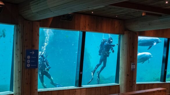 Scuba Divers Cleaning a Large Aquarium Scuba Divers Cleaning a Large Aquarium