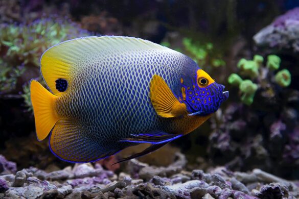 Blue and Yellow Fish in Close Up Photography Blue and Yellow Fish in Close Up Photography