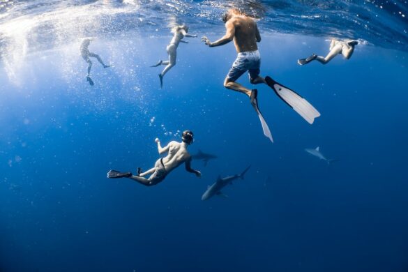 A People Underwater with Sharks A People Underwater with Sharks