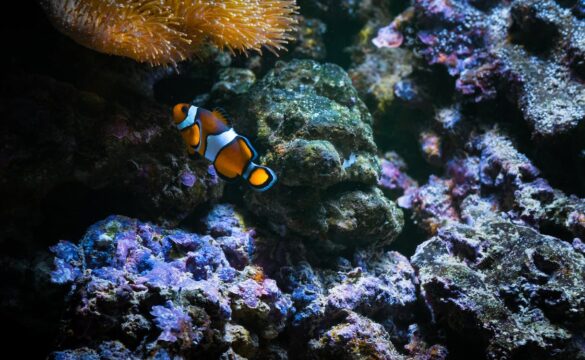 Ocellaris Clownfish Ocellaris Clownfish