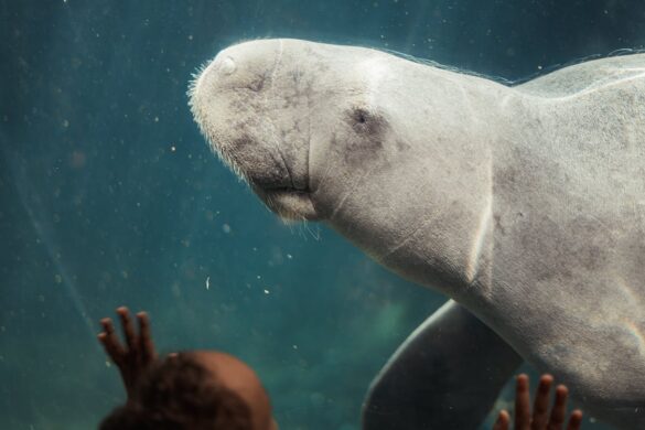 A sea Dugong Inside an Aquarium A sea Dugong Inside an Aquarium