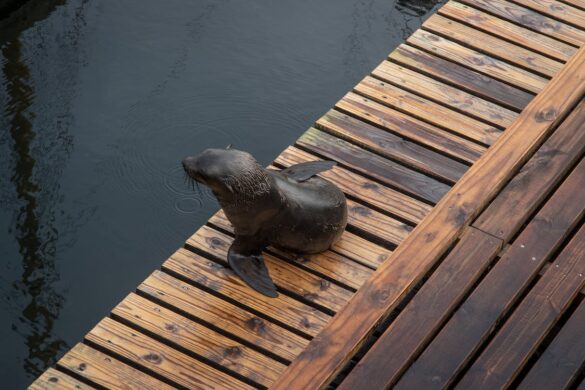 Seal on Brown Wooden Floor Seal on Brown Wooden Floor