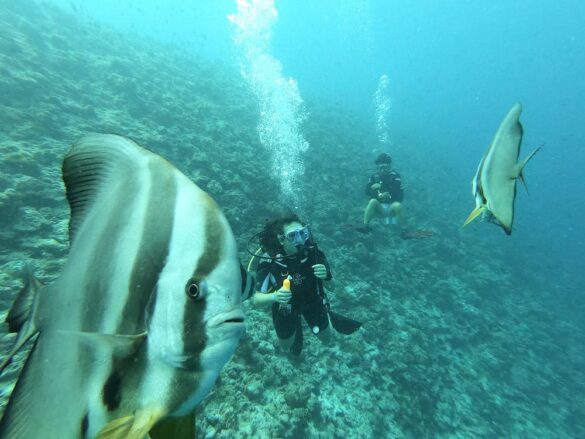 Man in Black Wet Suit Under Water near Black and White Fish Man in Black Wet Suit Under Water near Black and White Fish