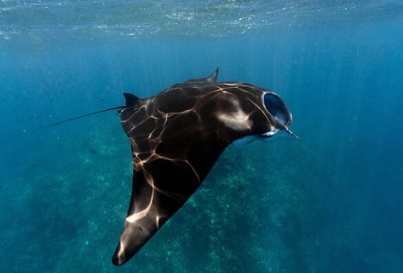 Manta Ray Underwater Manta Ray Underwater