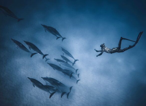 diver swimming deep underwater near flock of dolphins diver swimming deep underwater near flock of dolphins