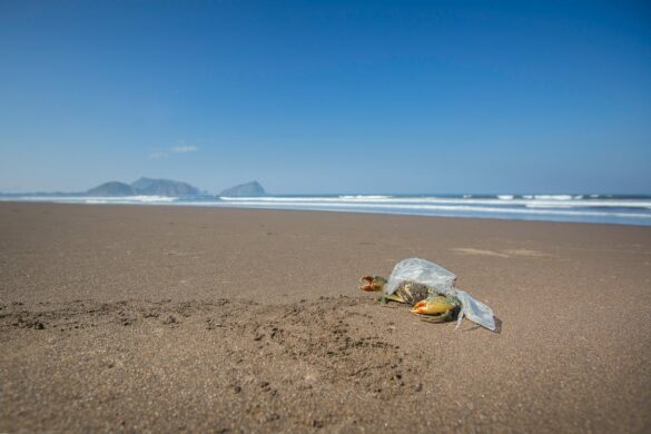 A Crab on the Beach Covered with Plastic Bag A Crab on the Beach Covered with Plastic Bag