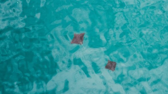 Manta Rays on Blue Body of Water Manta Rays on Blue Body of Water