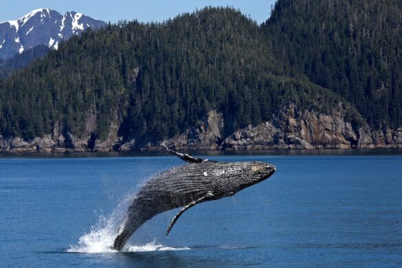 Humpback Whale Jumping on Ocean Humpback Whale Jumping on Ocean