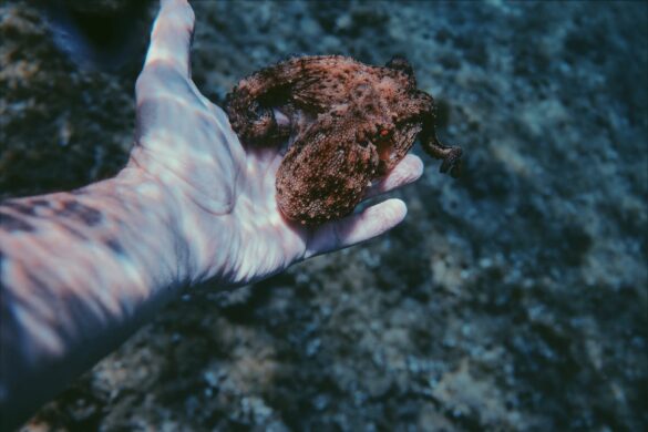 A Person Underwater Holding A Small Octopus A Person Underwater Holding A Small Octopus