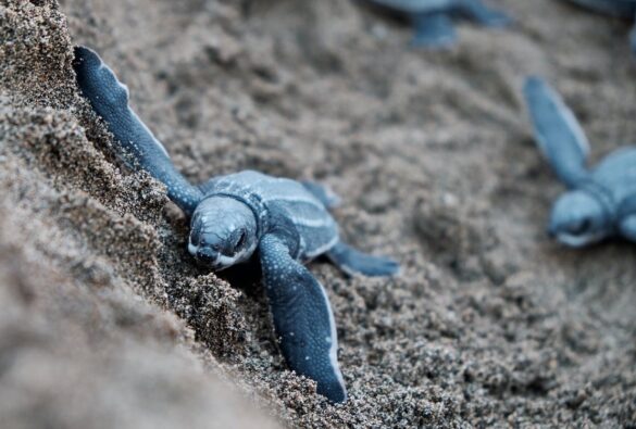 Blue Turtles on Brown Sand Blue Turtles on Brown Sand