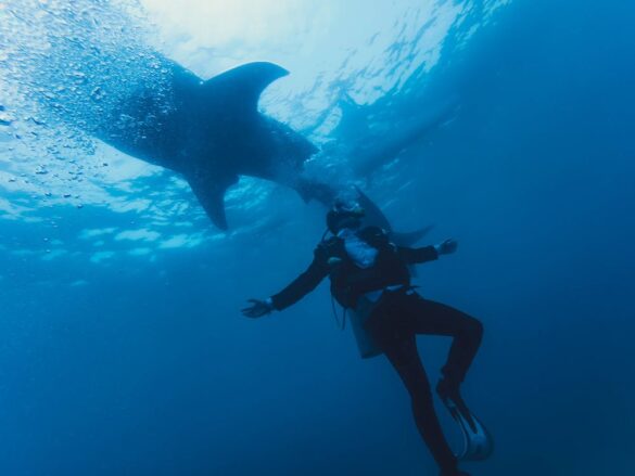 Diver in wetsuit swimming near shark underwater Diver in wetsuit swimming near shark underwater