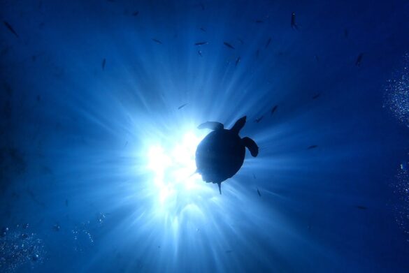 Silhouette of a Swimming Turtle While Underwater Silhouette of a Swimming Turtle While Underwater