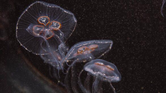 White Jellyfish Underwater White Jellyfish Underwater
