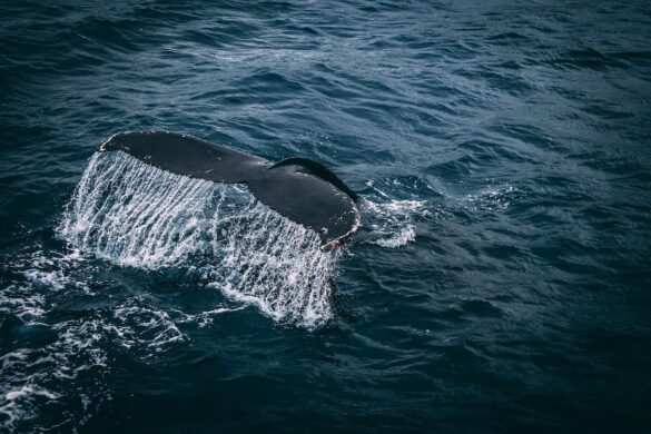 Photography of Whale Tail On Water Surface Photography of Whale Tail On Water Surface