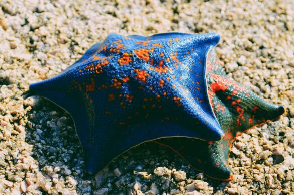 Blue Sea Star on Brown Sand Blue Sea Star on Brown Sand