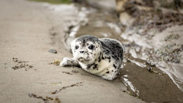 White and Black baby seal White and Black baby seal