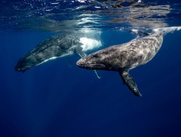 Humpback Whales Underwater Humpback Whales Underwater