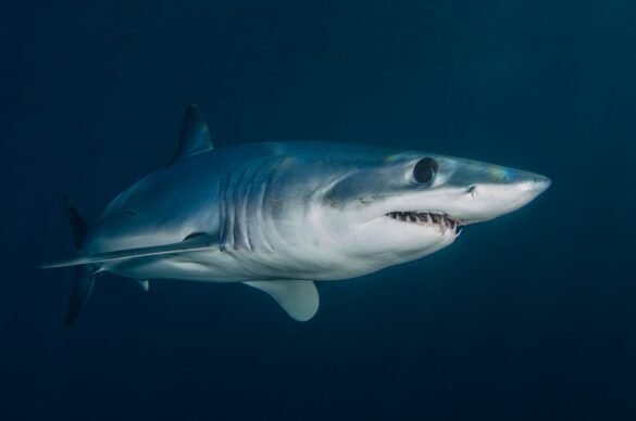 Grey Shark Swimming in Blue Waters Grey Shark Swimming in Blue Waters