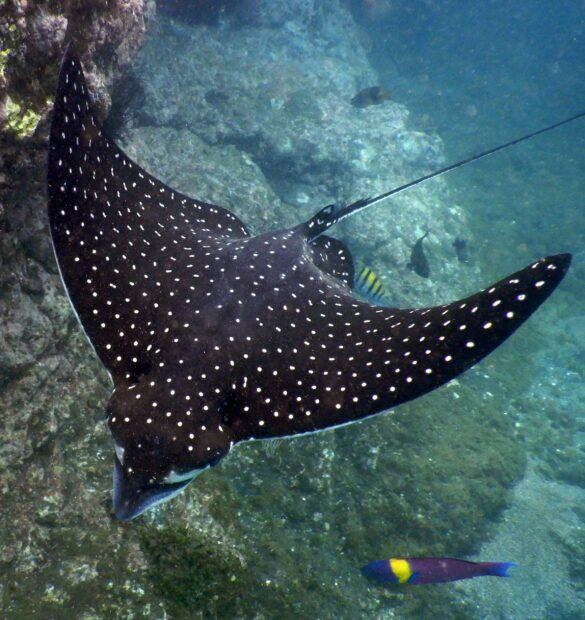 Spotted Eagle Ray Spotted Eagle Ray