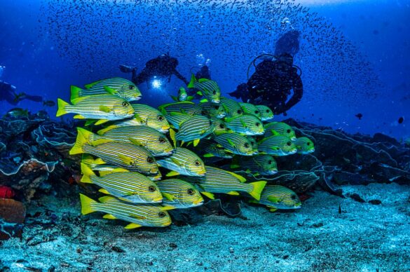School of Yellow and Gray Fish School of Yellow and Gray Fish