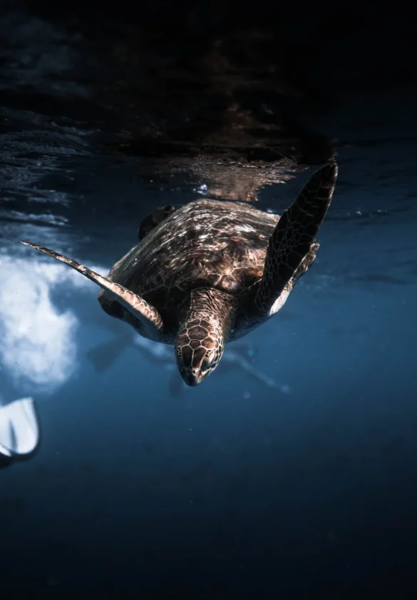Photo Of Turtle Underwater Photo Of Turtle Underwater
