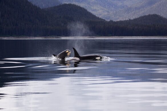 Two Killer Whales Luring on Lake Two Killer Whales Luring on Lake