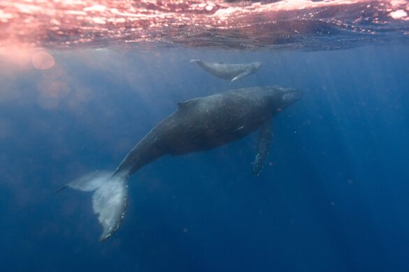 Mother Humpback with Baby Whale Floating under Surface of Ocean Mother Humpback with Baby Whale Floating under Surface of Ocean