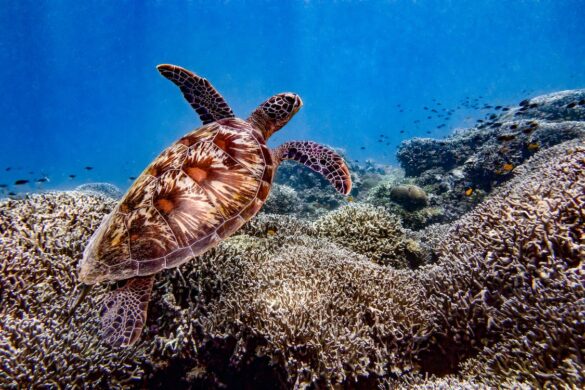 Photograph of a Turtle with a Brown Shell Underwater Photograph of a Turtle with a Brown Shell Underwater