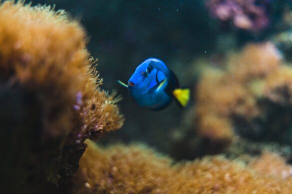 Close-up Photo of a Blue Tang Fish Close-up Photo of a Blue Tang Fish