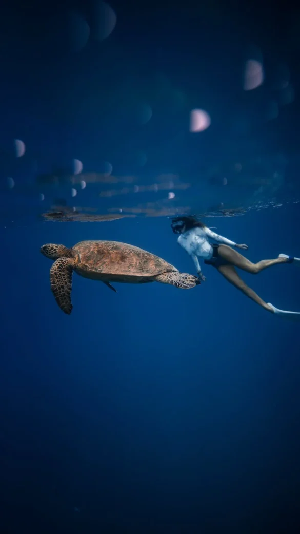 Anonymous woman swimming underwater with sea turtle Anonymous woman swimming underwater with sea turtle