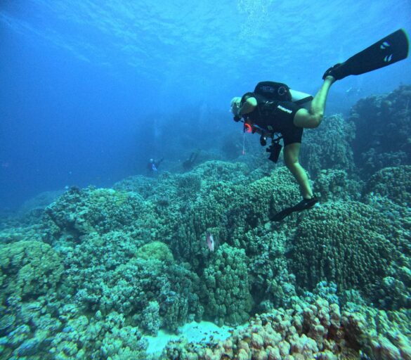 guy scuba diving above corals in a shortie Male scuba diver in a wetsuit shortie above corals