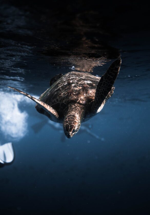 Photo Of Turtle Underwater Photo Of Turtle Underwater