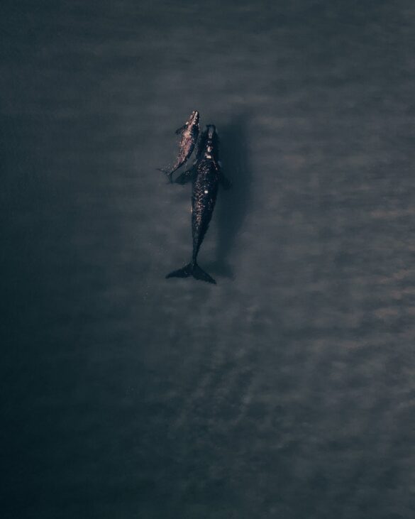 Black and White Bird on Body of Water Black and White Bird on Body of Water