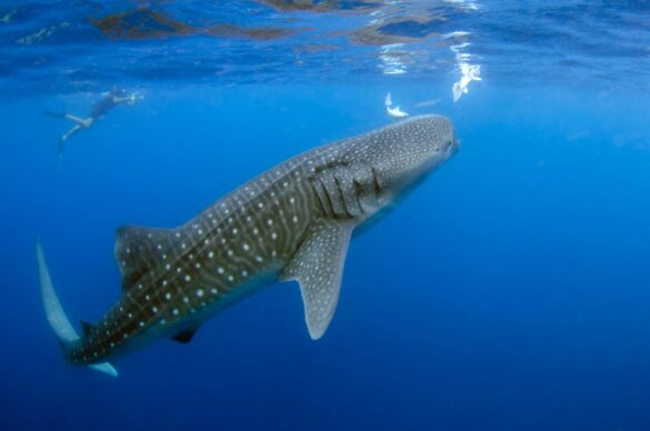Whale Shark Underwater Princess Lalla Hasnaa: Morocco is committed to ocean conservation in Africa https://www.moroccoworldnews.com/2023/06/355948/princess-lalla-hasnaa-morocco-is-committed-to-ocean-conservation-in-africa Morocco has consolidated its position as a leading advocate for sustainable development and ocean conservation in Africa. Holiday company pitches in to preserve UK coastlines for World Ocean Day https://www.nottinghampost.com/news/uk-world-news/holiday-company-pitches-preserve-uk-8522610 Focus was on beach and land clean-ups, removing marine debris and raising awareness about the harmful effects of pollution. Sea turtle nesting season on Dam neck annex https://www.navy.mil/Press-Office/News-Stories/Article/3427961/sea-turtle-nesting-season-on-dam-neck-annex/ Sea turtle patrols are underway on Dam Neck Annex beach. In the Virginia Beach area, sea turtle nesting season runs from May 15 to August 31. Each morning, staff members from Naval Air Station Oceana’s natural resources department have been surveying the beach for evidence of a nesting site. Sargassum seaweed poses threat to baby sea turtles’ journey to the ocean https://cbs12.com/news/local/sargassum-a-nutrient-and-a-danger-to-baby-sea-turtles-loggerhead-marinelife-center-june-14-2023 Some researchers are concerned the increase in sargassum on our shores this summer will make it harder for the hatchlings to get to the ocean safely. $25M initiative to restore health of Hawaii’s coral reefs https://www.staradvertiser.com/2023/06/14/hawaii-news/25m-initiative-to-restore-health-of-hawaiis-coral-reefs/ For 30 years Greg Asner used high-tech satellite, airborne and field technology to measure the scope of land and reef problems in Hawaii. Whale Shark Underwater