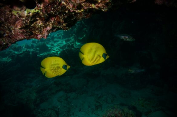 Yellow and Black Butterflyfish Underwater Yellow and Black Butterflyfish Underwater