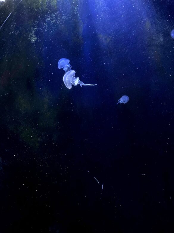 Underwater Photography of Jellyfish Underwater Photography of Jellyfish