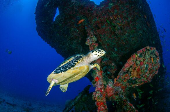 Sea Turtle Swimming Underwater Sea Turtle Swimming Underwater