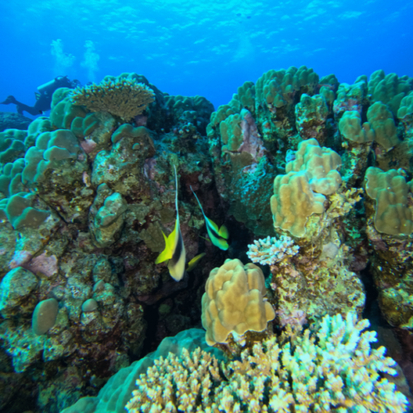 Scuba Diving in Egypt Scuba Diving in Egypt