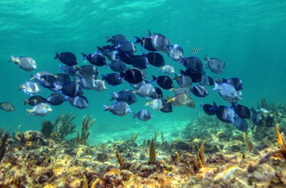 free-photo-of-escuela-de-peces Svg%3E