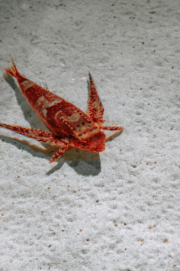 Close up of Fish Close up of Fish